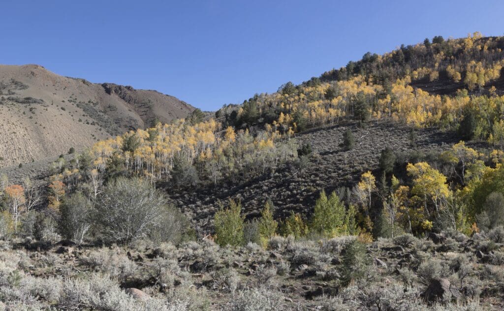 Mt. Jefferson Trail Fall Foliage